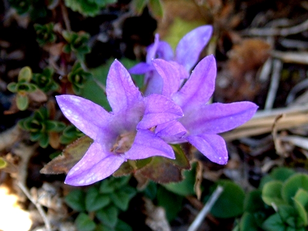 campanula glomerata